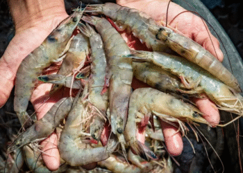 Tangan memegang udang segar hasil panen