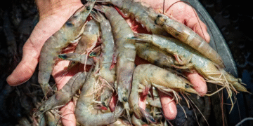 Tangan memegang udang segar hasil panen